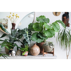 Combined Indoor Plants Combined Indoor Plants