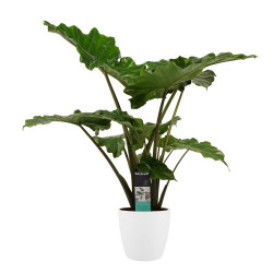 XL Plants XL Plants