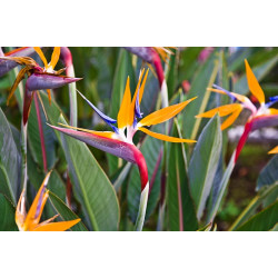 Flowering Indoor Plants Flowering Indoor Plants