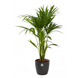 Plants Plants