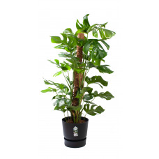 Monstera Mosstok met pot