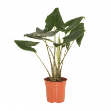 Alocasia Zebrina