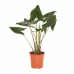 Alocasia Zebrina