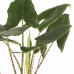 Alocasia Zebrina