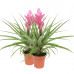 Tillandsia Antonio double