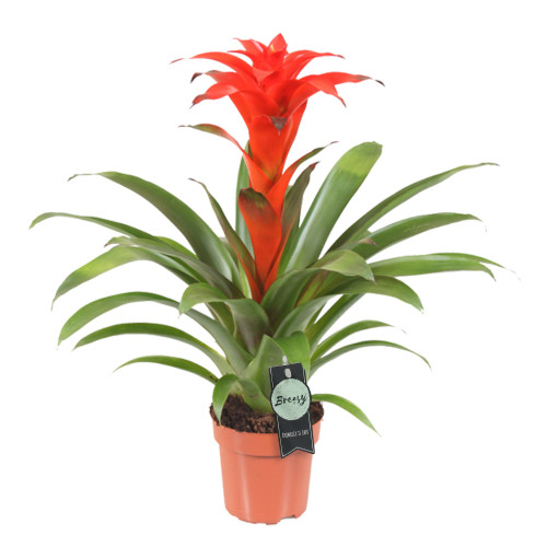 Guzmania Calypso single Guzmania Calypso single