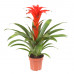 Guzmania Calypso single Guzmania Calypso single