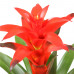 Guzmania Calypso single Guzmania Calypso single