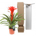 Guzmania Calypso single Guzmania Calypso single