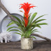 Guzmania Calypso single Guzmania Calypso single