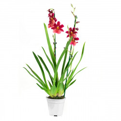 Orchid Orchid