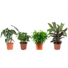 Combibox Ficus, Koffieplant, Olifantsoor of Skeletplant, Calathea