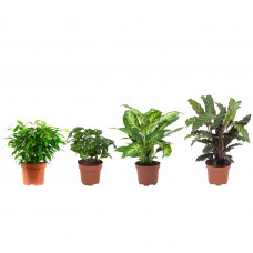 Combibox kamerplanten (Ficus Green Kinky, Coffea Arabica,Dieffenbachia Compacta , Calathea Rufibarba)