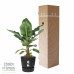 Bananenplant in Elho® Greenville pot