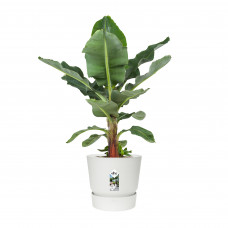 Bananenplant in Elho® Greenville pot