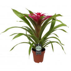 Guzmania Deseo Pink single