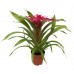 Guzmania Deseo Pink single