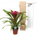 Guzmania Deseo Pink single