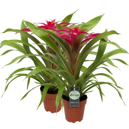Guzmania Deseo Pink double Guzmania Deseo Pink double