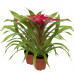 Guzmania Deseo Pink double Guzmania Deseo Pink double