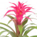 Guzmania Deseo Pink double Guzmania Deseo Pink double