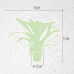 Guzmania Deseo Pink double Guzmania Deseo Pink double