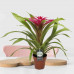 Guzmania Deseo Pink double Guzmania Deseo Pink double