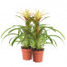 Guzmania Deseo White double