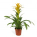 Guzmania Deseo Yellow single