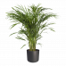 Areca Dypsis in ® ELHO b.for soft sierpot