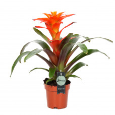 Guzmania Fiero Orange single