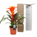 Guzmania Fiero Orange single