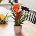 Guzmania Fiero Orange double