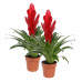 Vriesea Intenso Red double