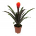 Guzmania Tala single