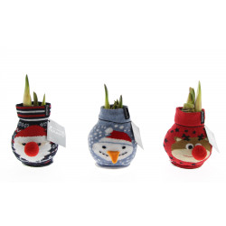 Christmas plant arrangement Christmas plant arrangement