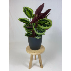 Calathea Medaillon met ElhoBrussels 30 zwart