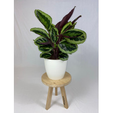 Calathea Medaillon met ElhoBrussels 30 wit