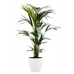 Pot-plant combination Pot-plant combination