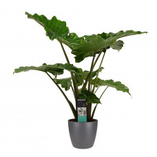 Decorum Alocasia Portodora - Elho brussels antracite 