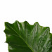 Decorum Alocasia Portodora - Elho brussels antracite 