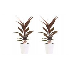 Decorum Duo 2 x Cordyline Tango met Anna white