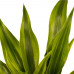 Decorum Duo 2 x Dracaena Sandriana gold met Anna white