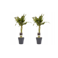 Decorum Duo 2 x Dracaena Sandriana victory met Anna grey