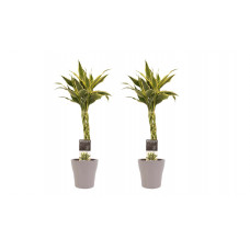 Decorum Duo 2 x Dracaena Sandriana white met Anna taupe