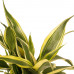 Decorum Duo 2 x Dracaena Sandriana white met Anna taupe