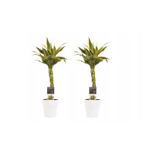 Decorum Duo 2 x Dracaena Sandriana white met Anna white