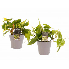 Decorum Duo Philodendron Brazil - Philodendron Scandens met potten Anna Taupe