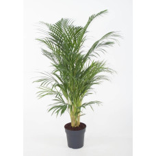 24cm Areca - Fondieplant