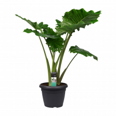 Alocasia Portadora